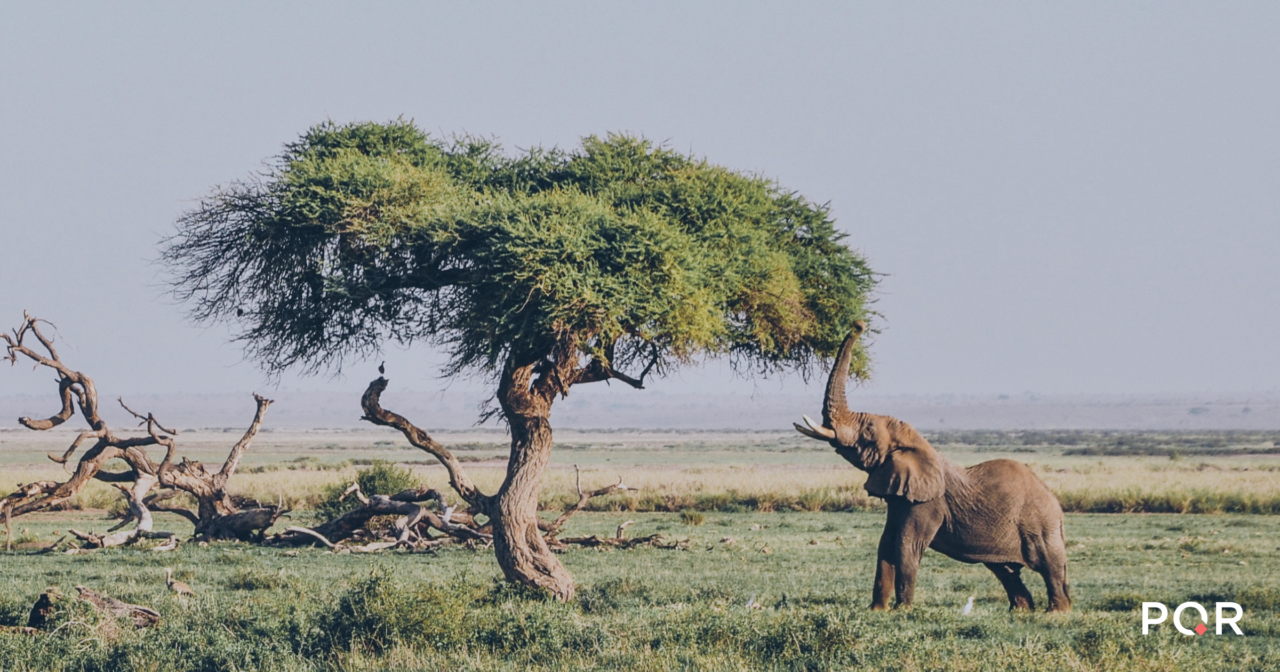 Waar begin je met zorginnovatie? Oftewel: hoe eet je een olifant? – PQR